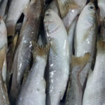 Mullet Fish11